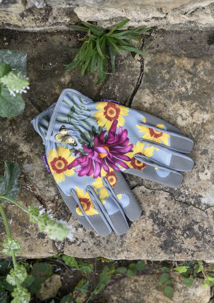 RHS Gift Gloves Asteraceae
