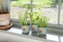 RHS Gift Herb Pots Asteraceae