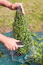 Topiary Frame - Cone 02