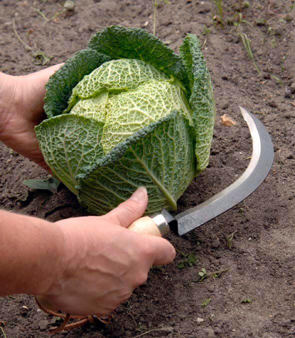 Vegetable Harvesting Knife 02