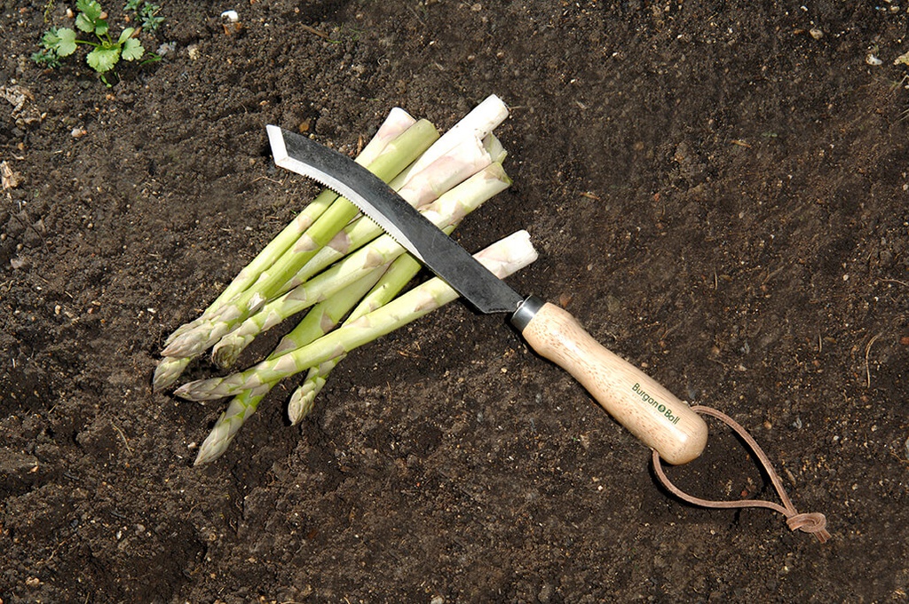 Ultimate Asparagus Knife 03