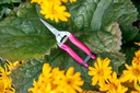 Fluorescent Flower & Fruit Snip - Pink 03