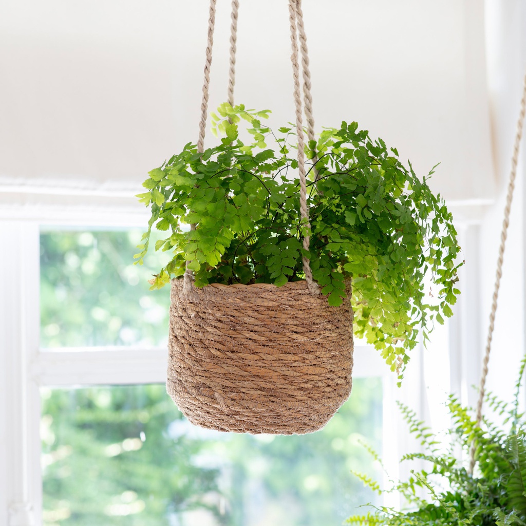 Hanging Plant Pot - Short
