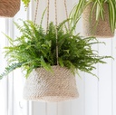 Hanging Plant Pot - Tapered