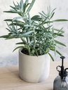 Bamburgh Pot - Lily White 14.5cm