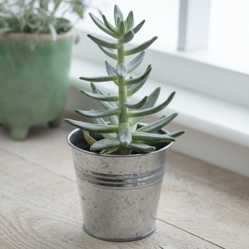 [GT/POTG02] Winson Plant Pot - Silver