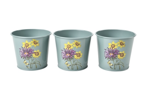 [GRH/HPOTASTER] RHS Gift Herb Pots Asteraceae